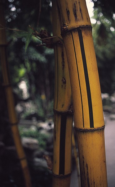 bamboo - stripy - Hong Kong.jpg